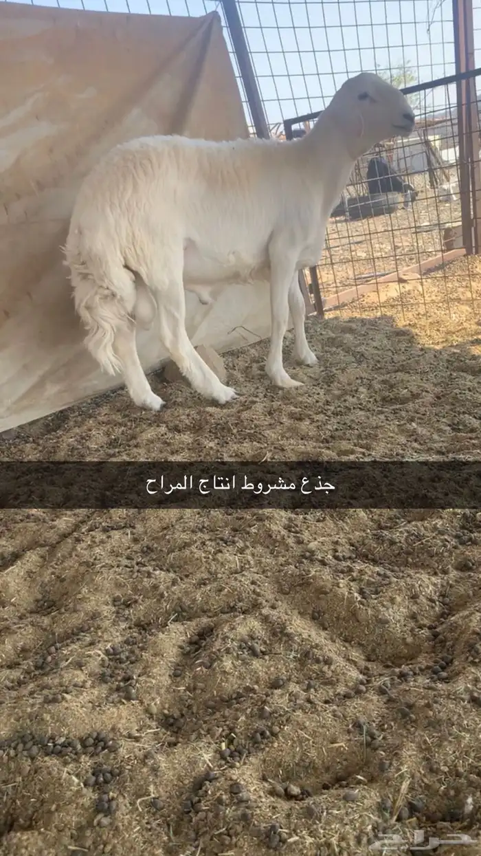 مراح حري ( مواليد ودفيع ) 10