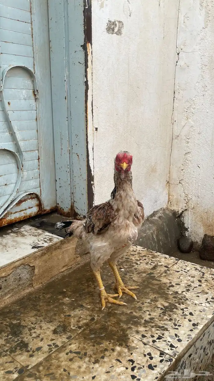 دجاجه شامو 1