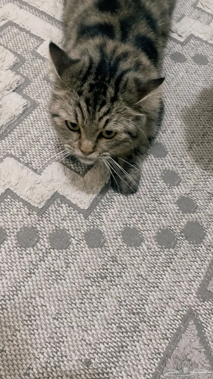 قطه للتزاوج 1