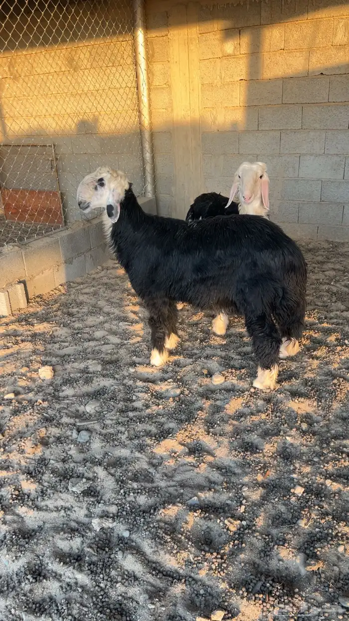 فحل نجدي ومشروع 3