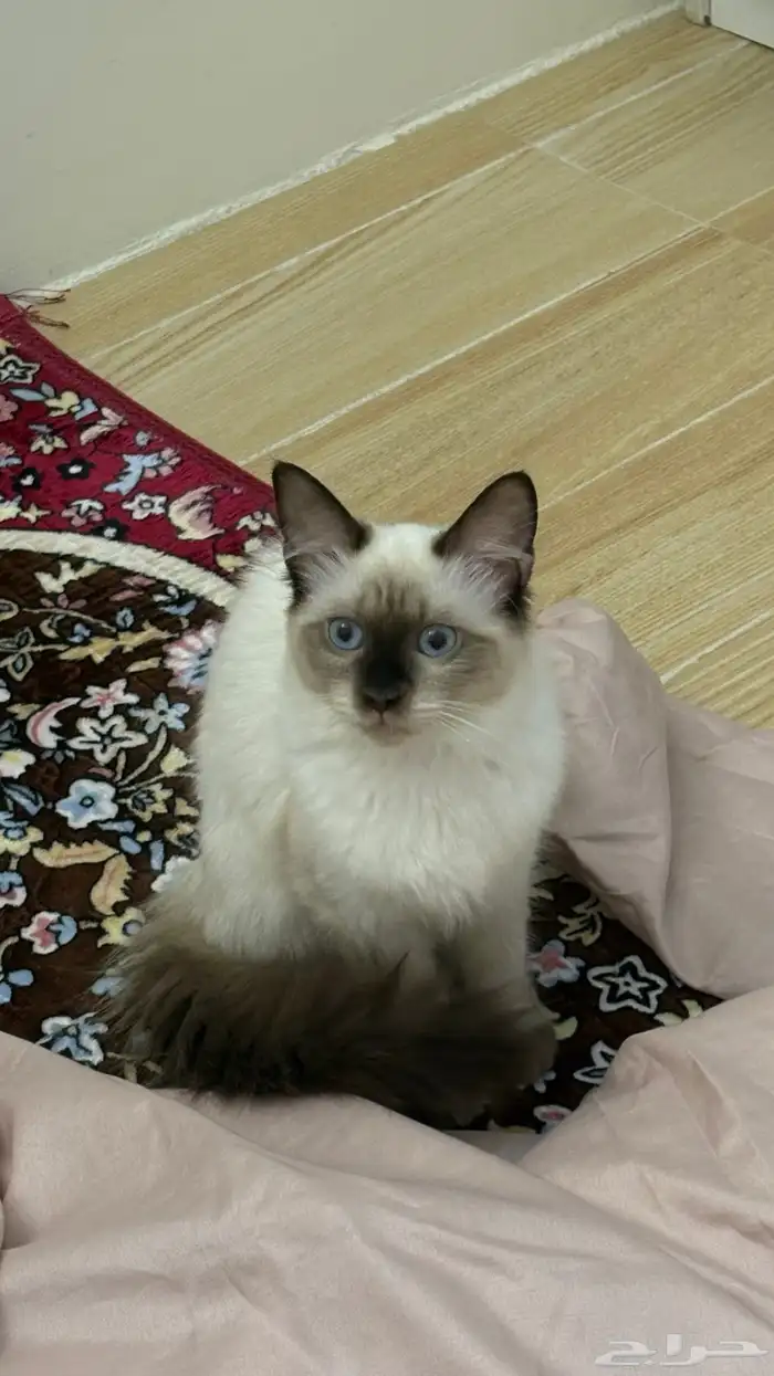 قطه للتبني 0