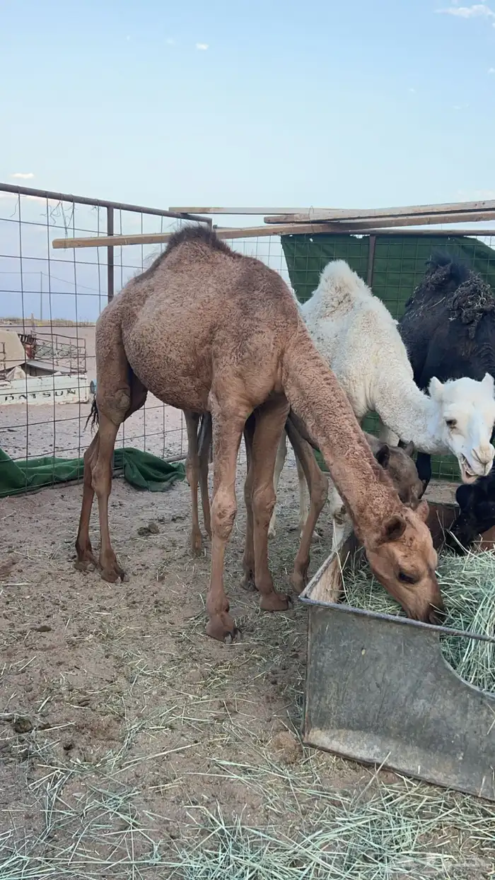 قعود للبيع 1