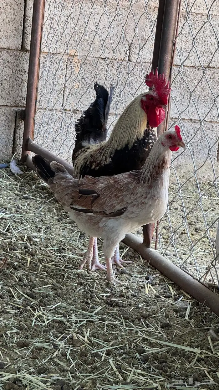 ديك ودجاجه بلدي 3