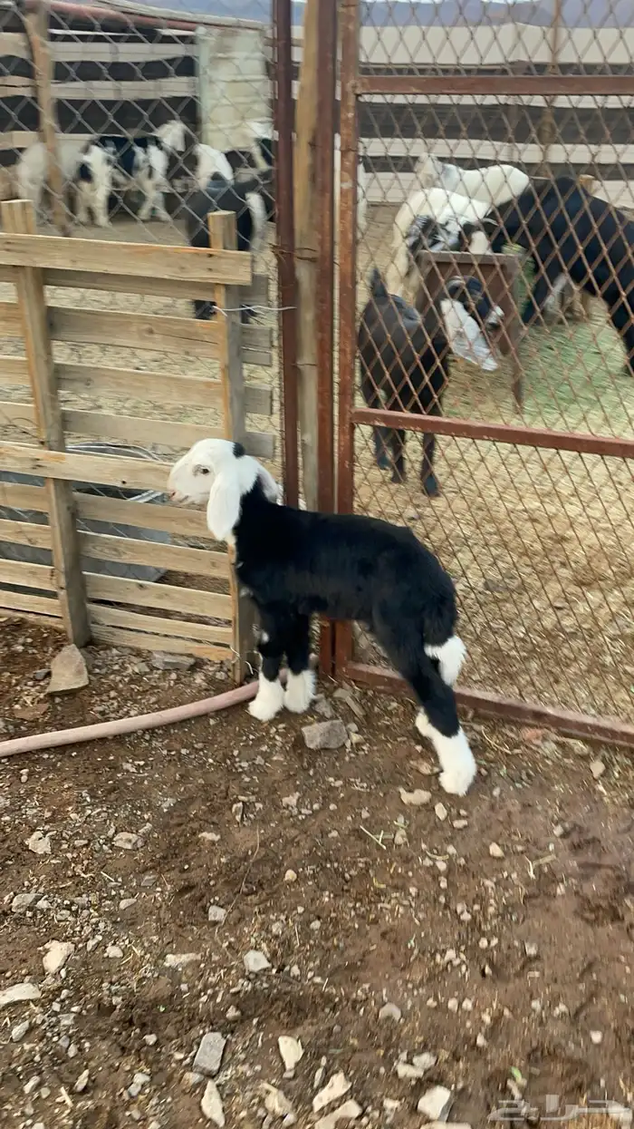 رخل نجديه داغور(تم البيع) 2