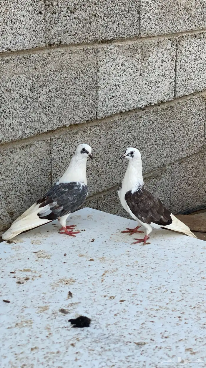 قطايف مكتف 0