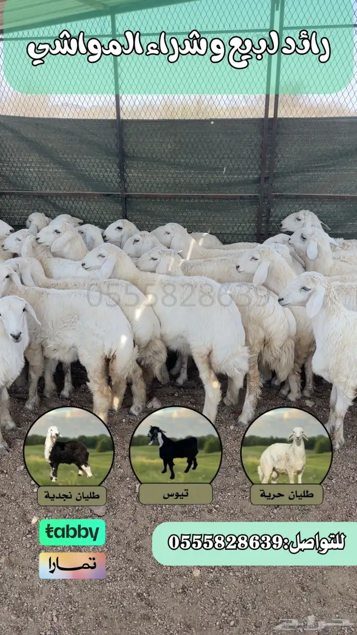 رخال للبيع غنم نضيفه وسليمه 0