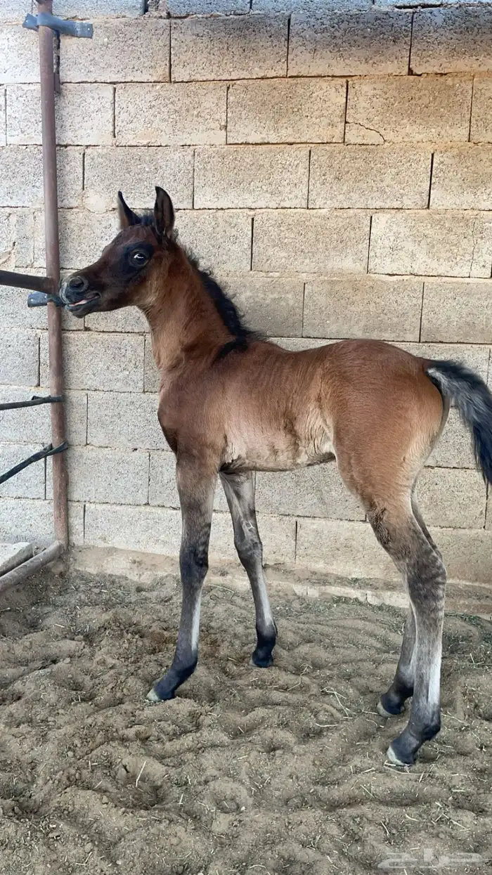 حصان فحل مربط للبيع 7