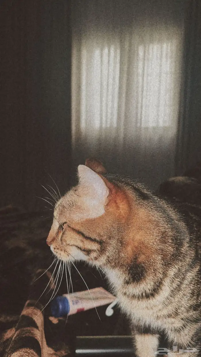 قط بنغالي للتبني 0