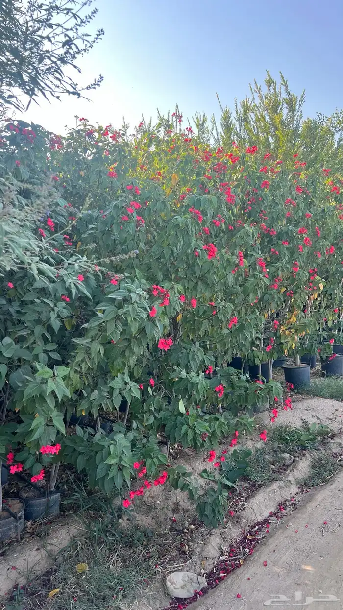 اشجار جروتا مركن 25 0