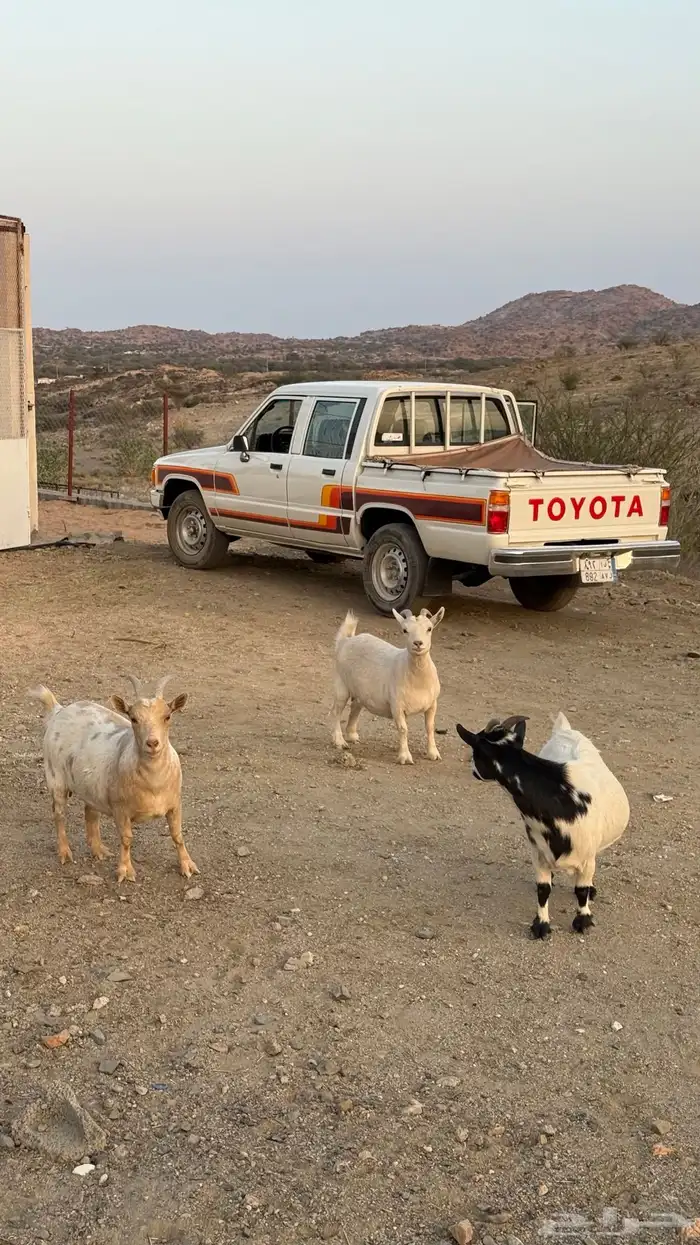 3 معزا اقزام مستوى فاااخر 0