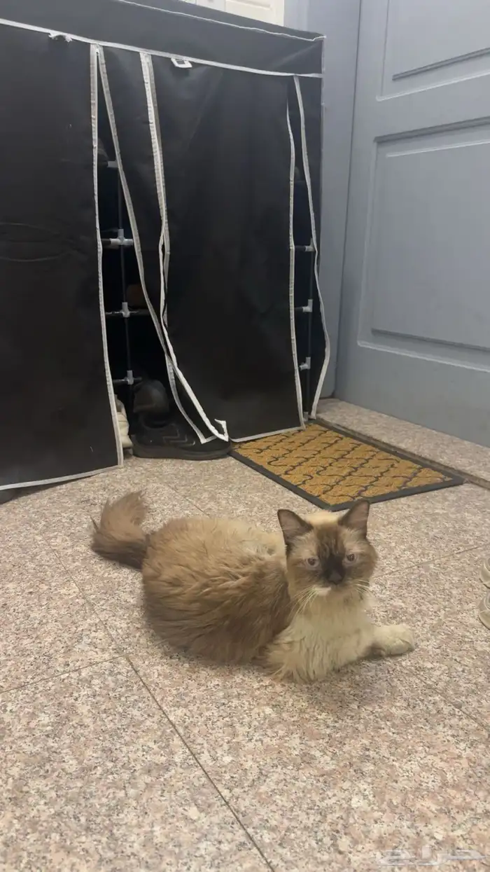 قط هملايا للتبني 0