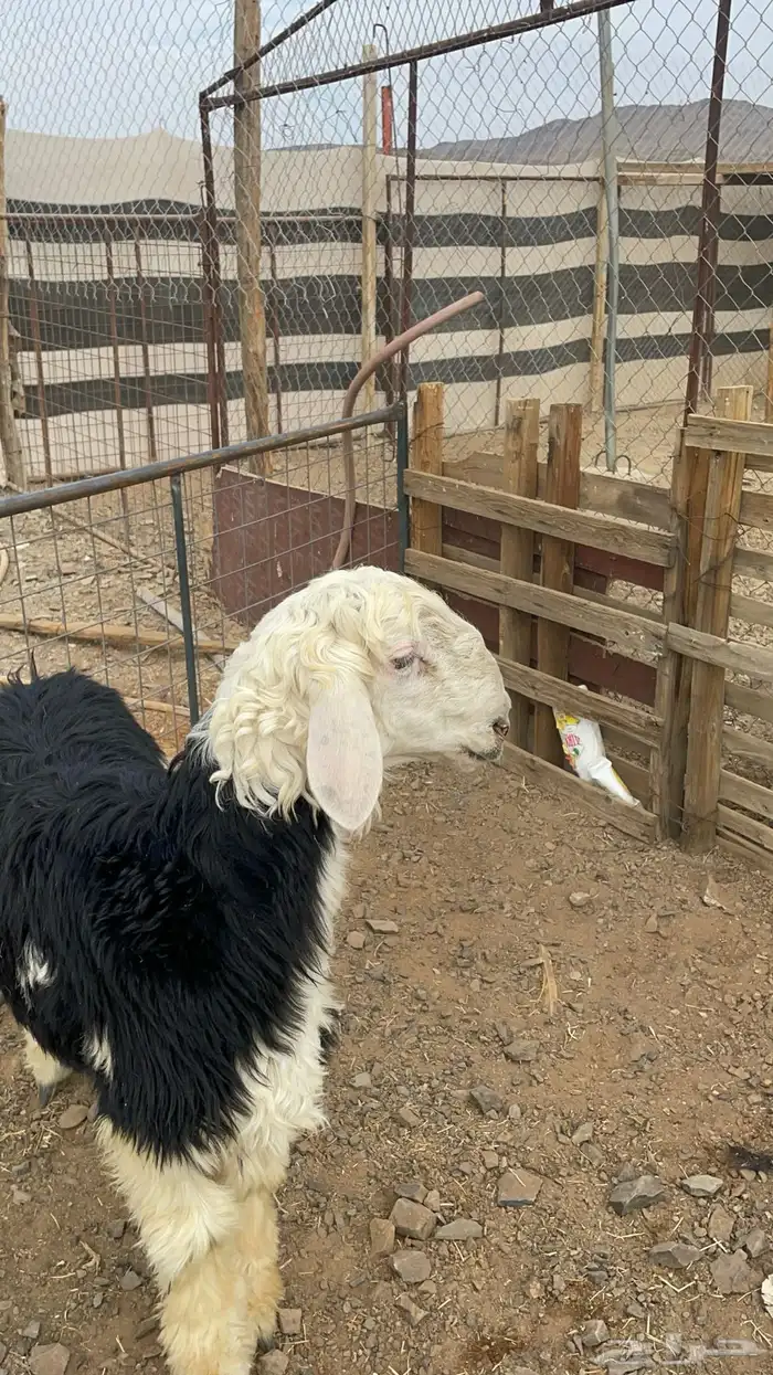 طلي نجدي ذبيحة فاخر بالحيل (تم البيع) 7