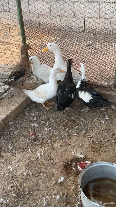 بط العدد 3 اجواز 0