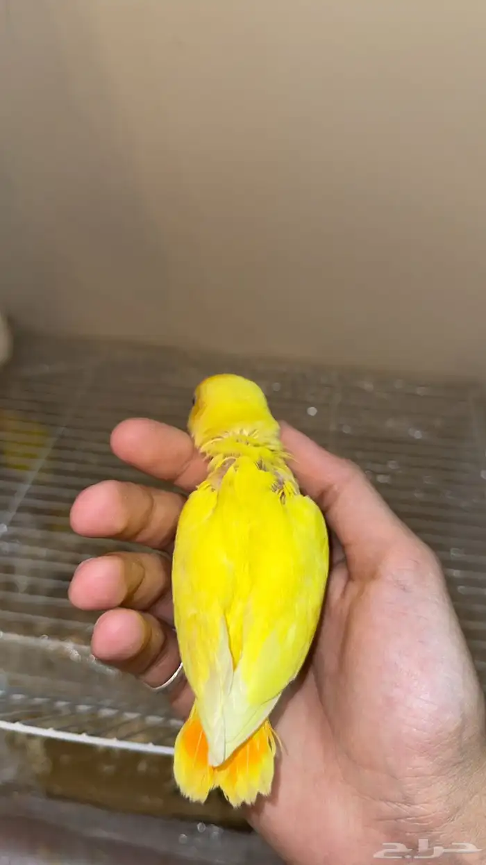 فروخ روز هدد 2