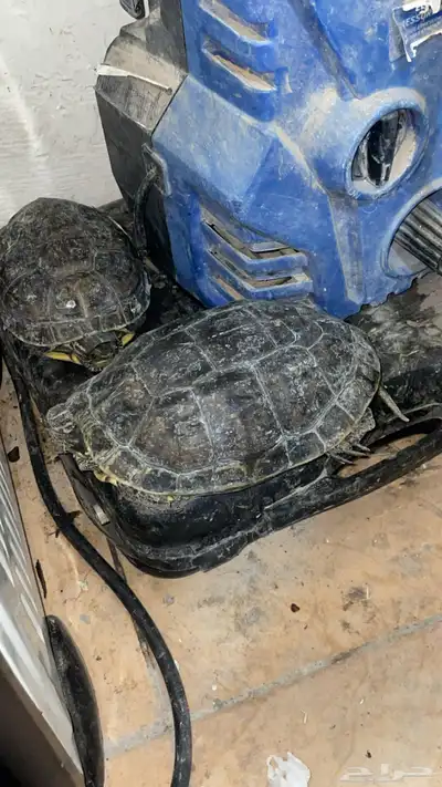 للبيع سلاحف برمائية index