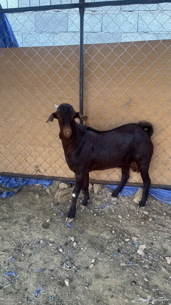 تيس مشروع صنف 0