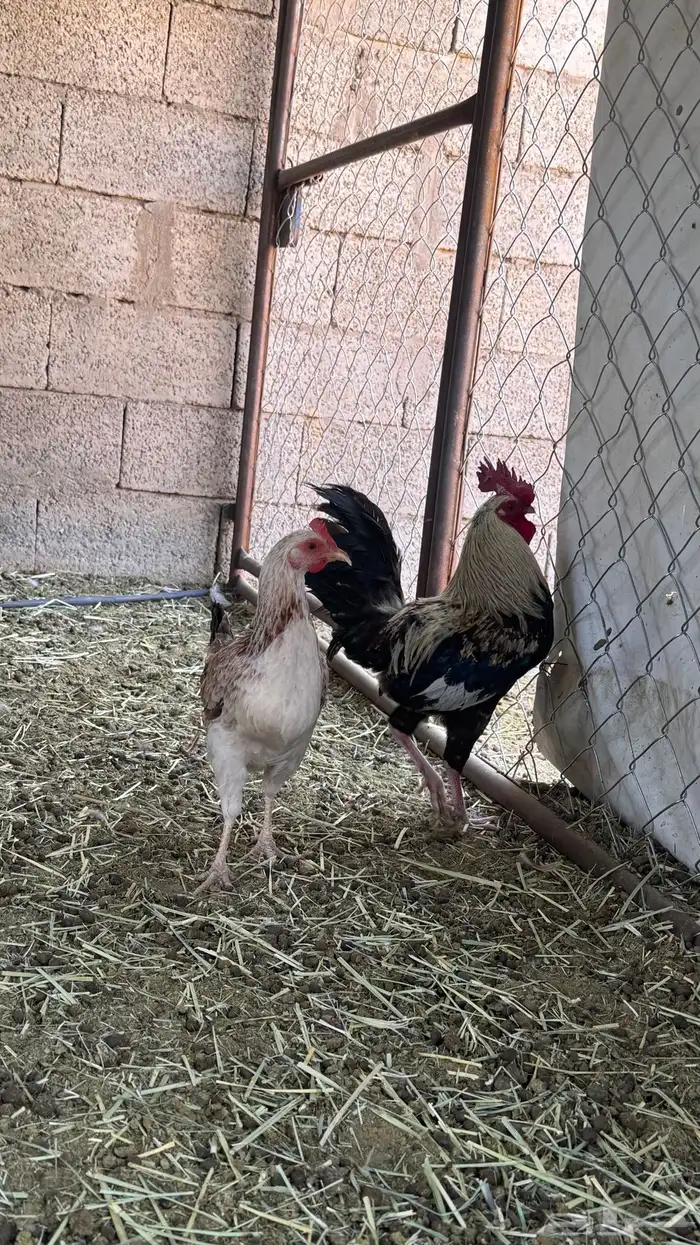 ديك ودجاجه بلدي 4