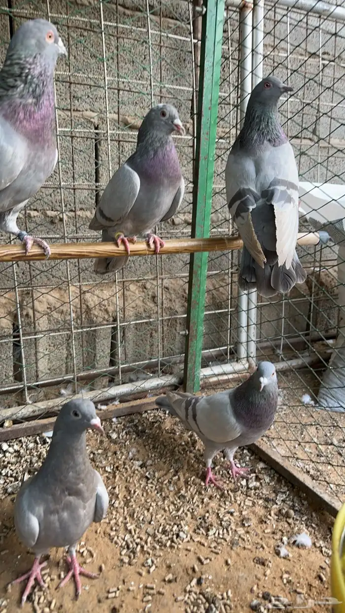 حمام فرنسي سلفر 2