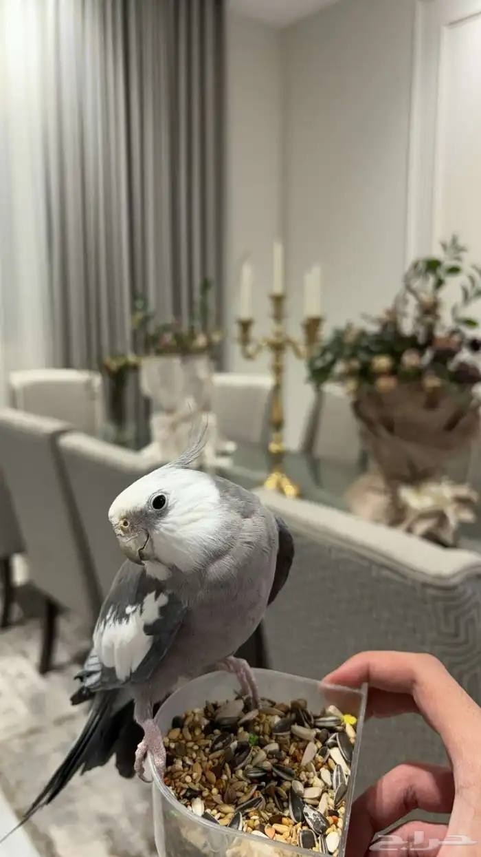 ببغا كوكتيل دوبه ف اول شبابه اتوقع انه ذكر لأنه يغرد و صوت 0