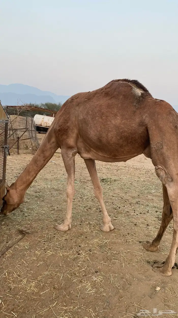 ناقه لقحه 8 شهور مشروطه 5