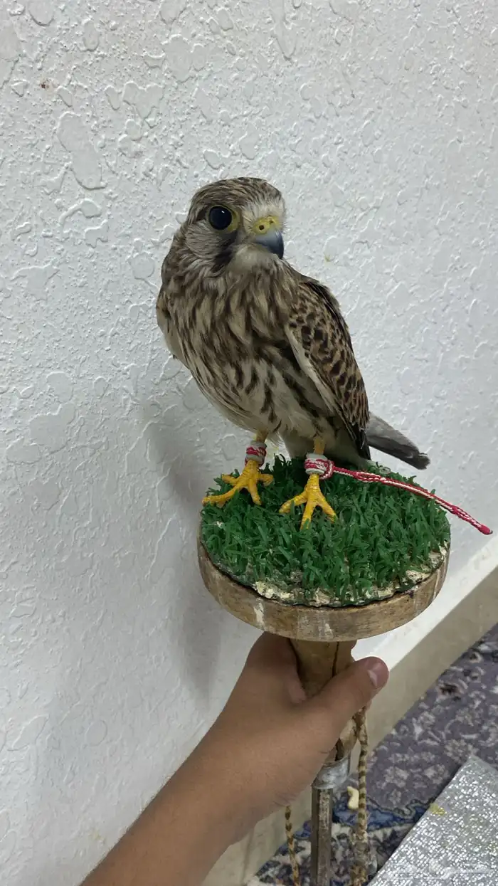 باشق للبيع وا وافي وا شرط مطياره يهد على فري حمام وا عندي 0