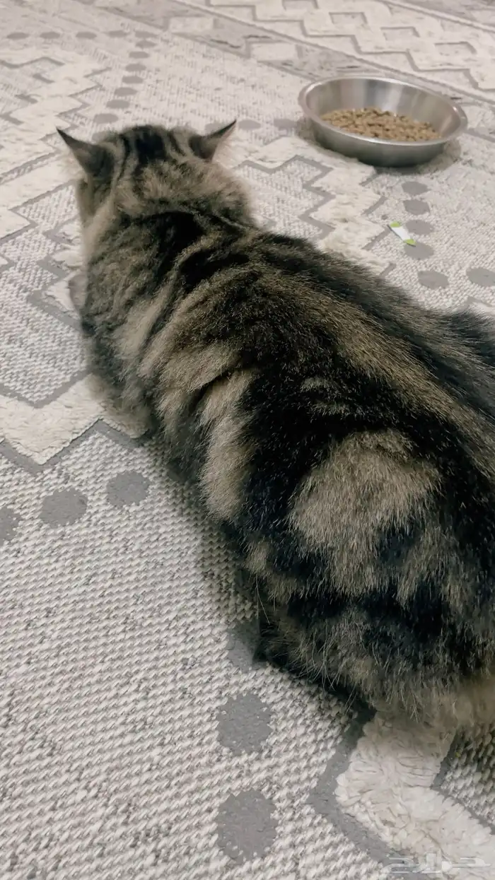 قطه للتزاوج 0