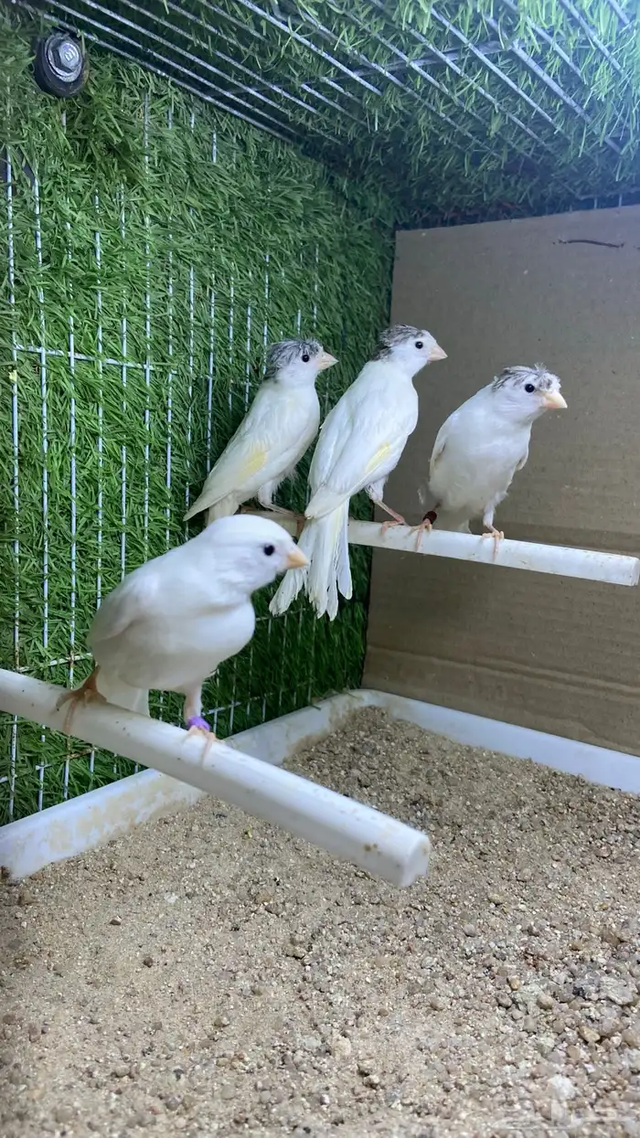 فروخ كناري سوري ابيض( تم البيع) 0