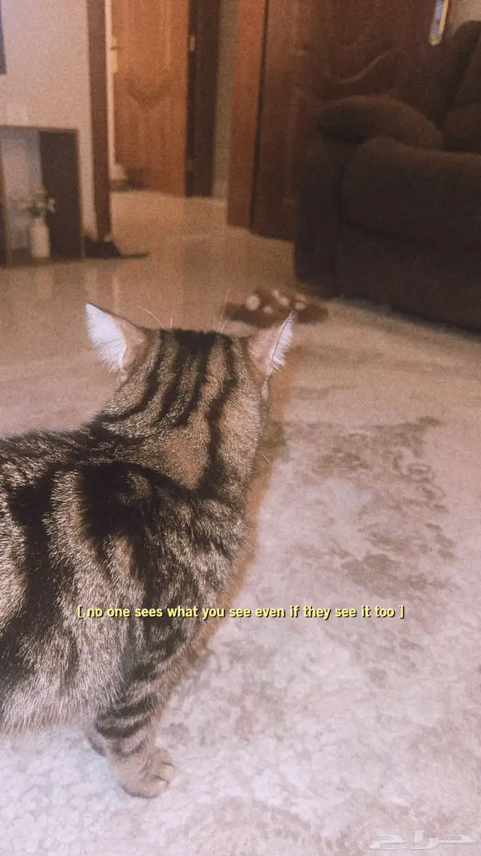 قط بنغالي للتبني 1