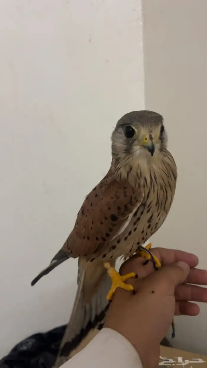 بأشق بدايت هدد 2