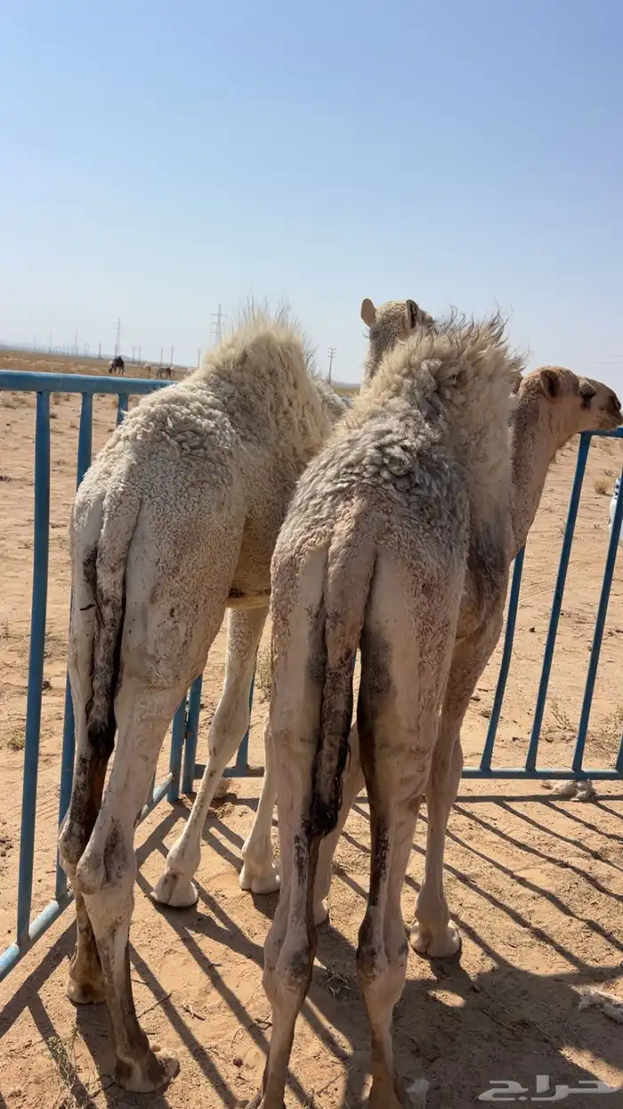 حشو بريه شحم 0