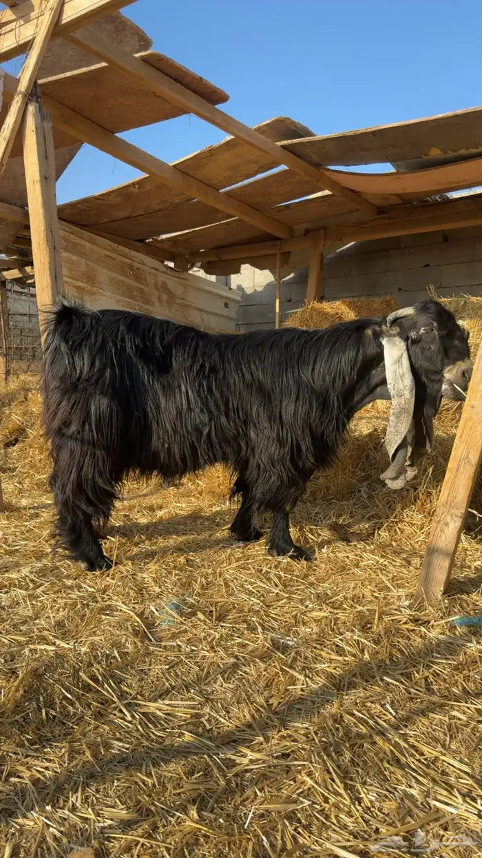 للبيع تيس خصم 1