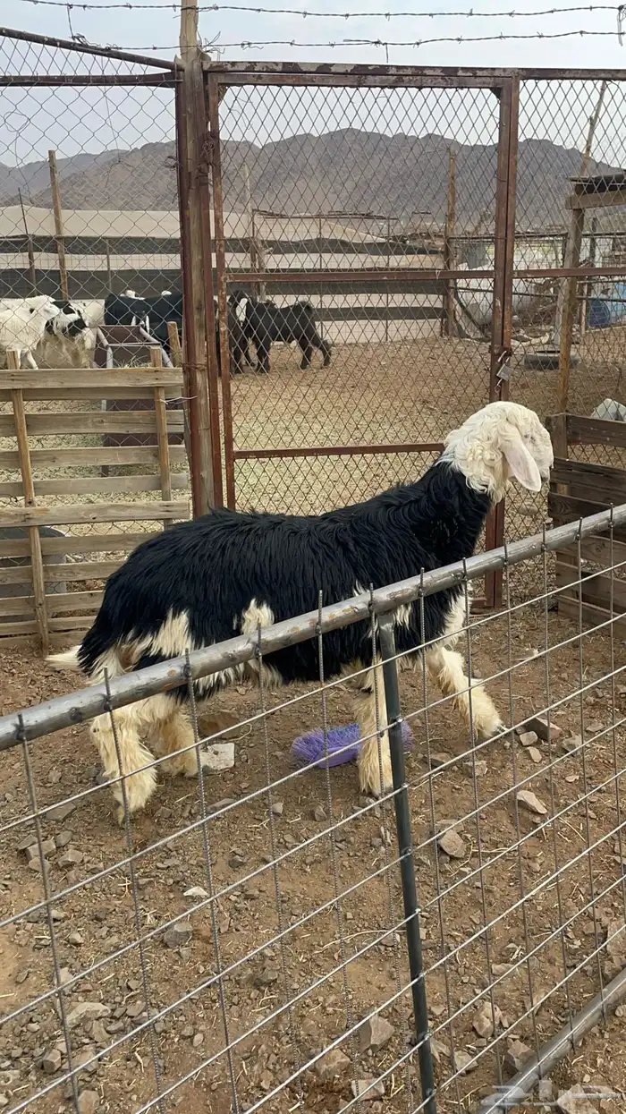 طلي نجدي ذبيحة فاخر بالحيل (تم البيع) 1