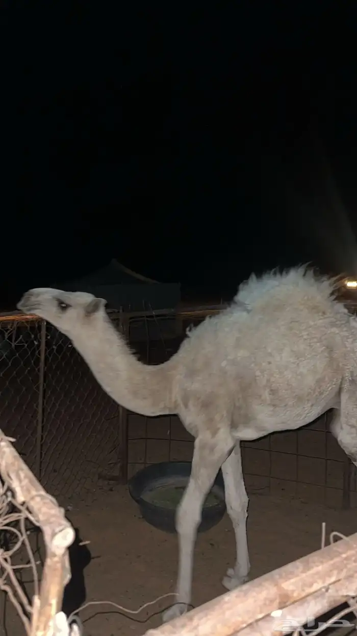 للبيع قعود طيب العمر 7 شهور 4