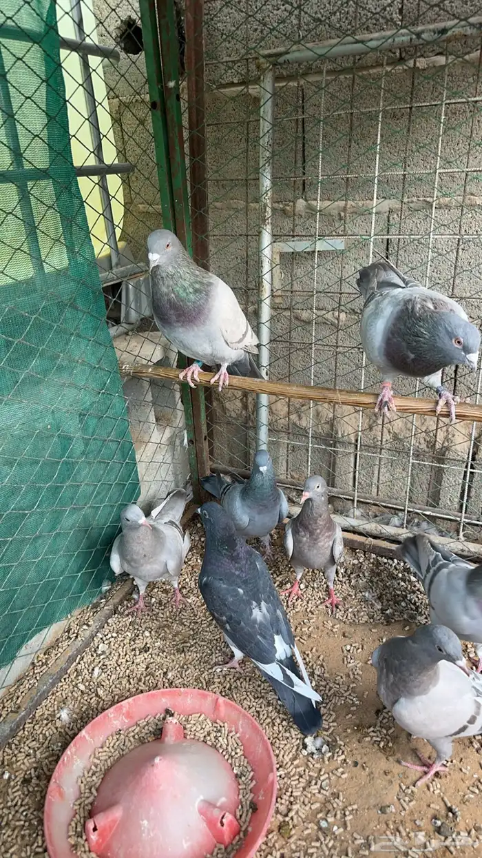 حمام فرنسي سلفر 1