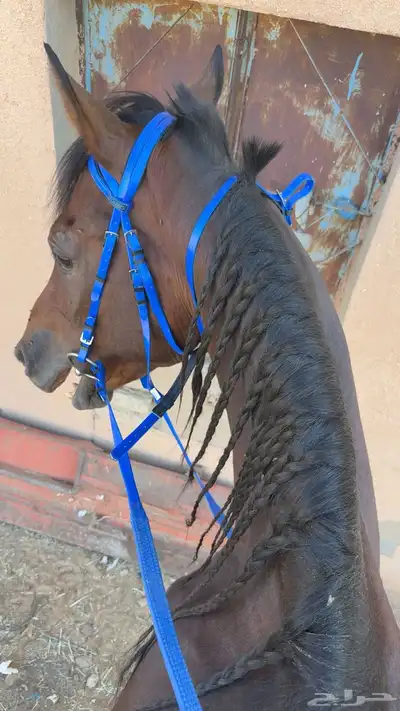 حصان شعبي مشروك عمره م بين 6 إلا 7 مسيوم ب 2400 index