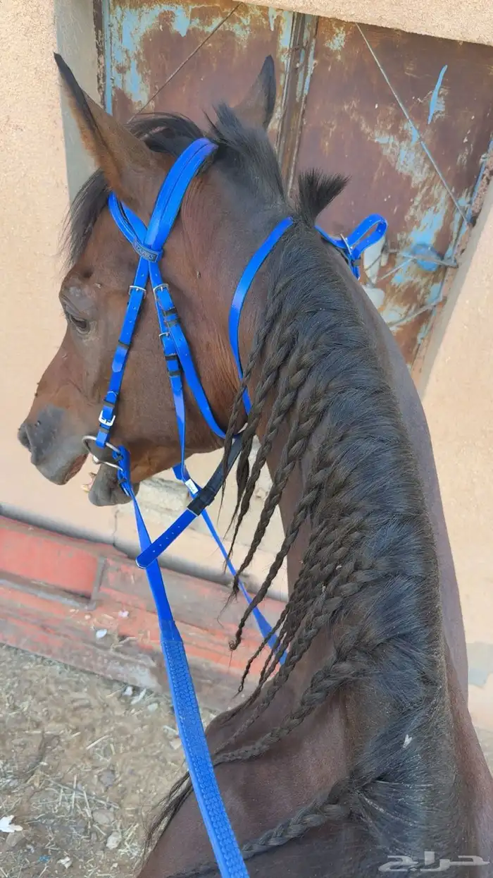 حصان شعبي مشروك عمره م بين 6 إلا 7 مسيوم ب 2400 4