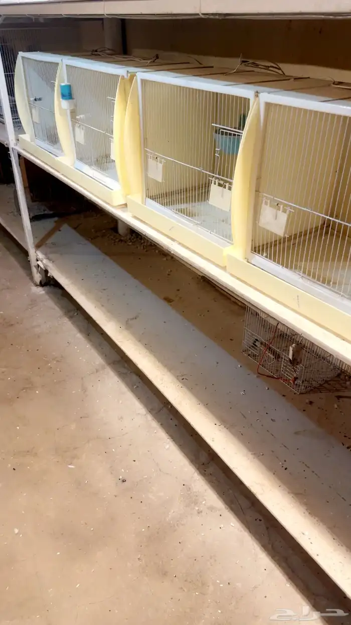 اقفاص اوربيه شبه جدد 0