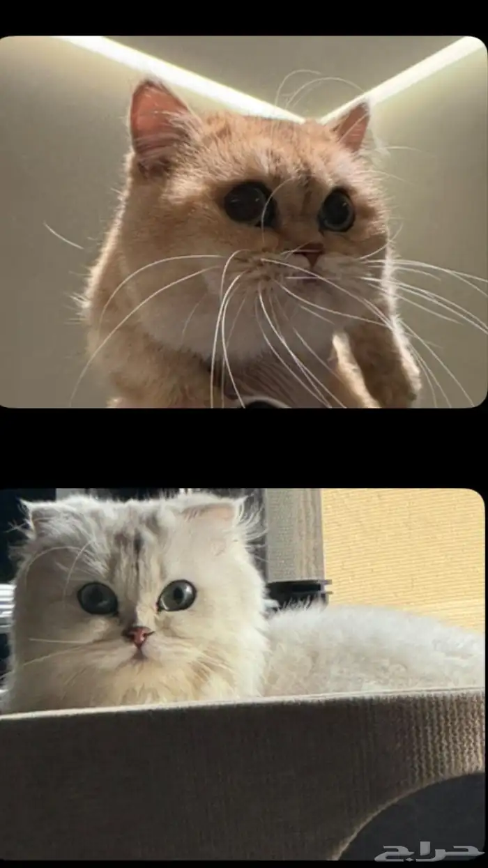 انثى برتش قولد منشكن British Female Gold Minchkin(تم البيع) 2