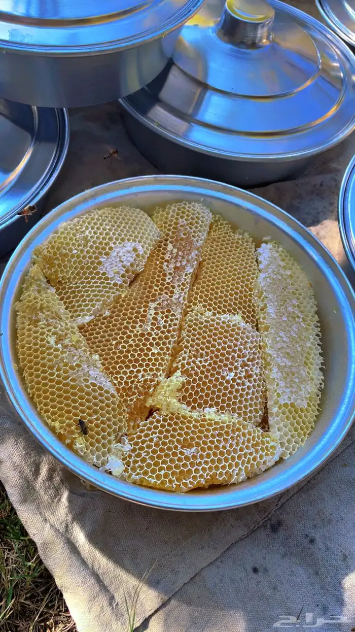 عسل سدر انتاج جديد 1