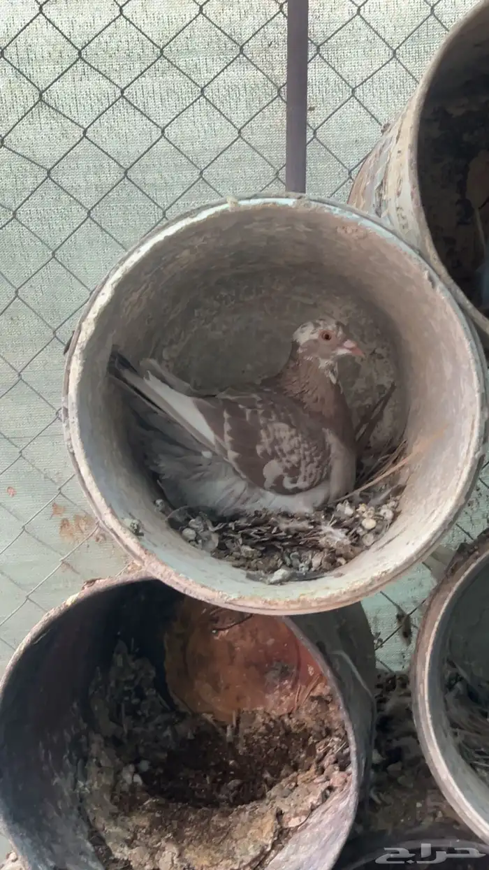 حمام للبيع 0