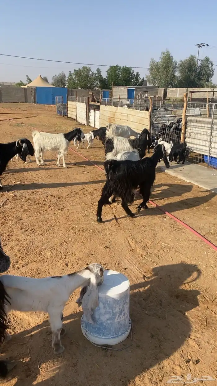 للبيع معزاء مراح ولد 13