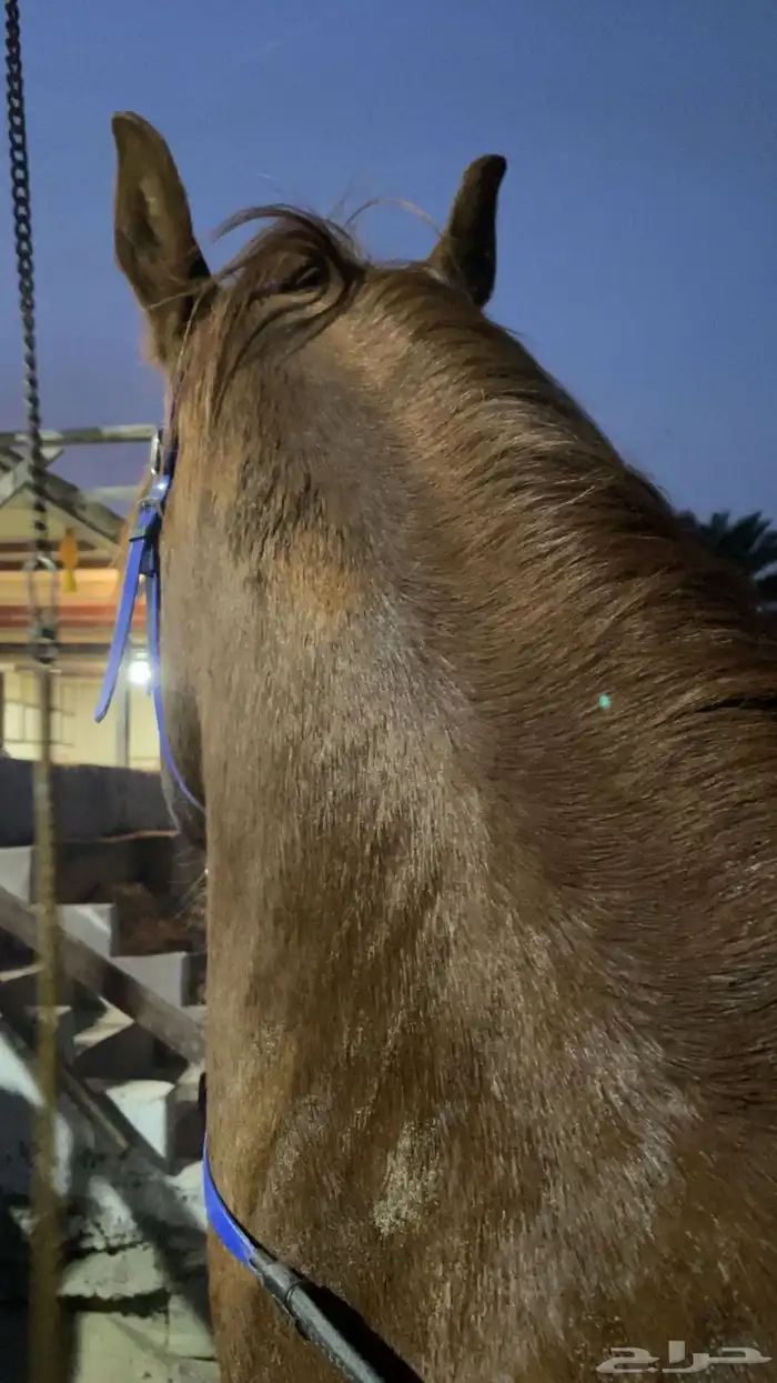 حصان مصري شعبي 5