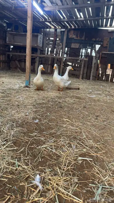 بط كيني ماشا تبارك الله حجم ونضافه index