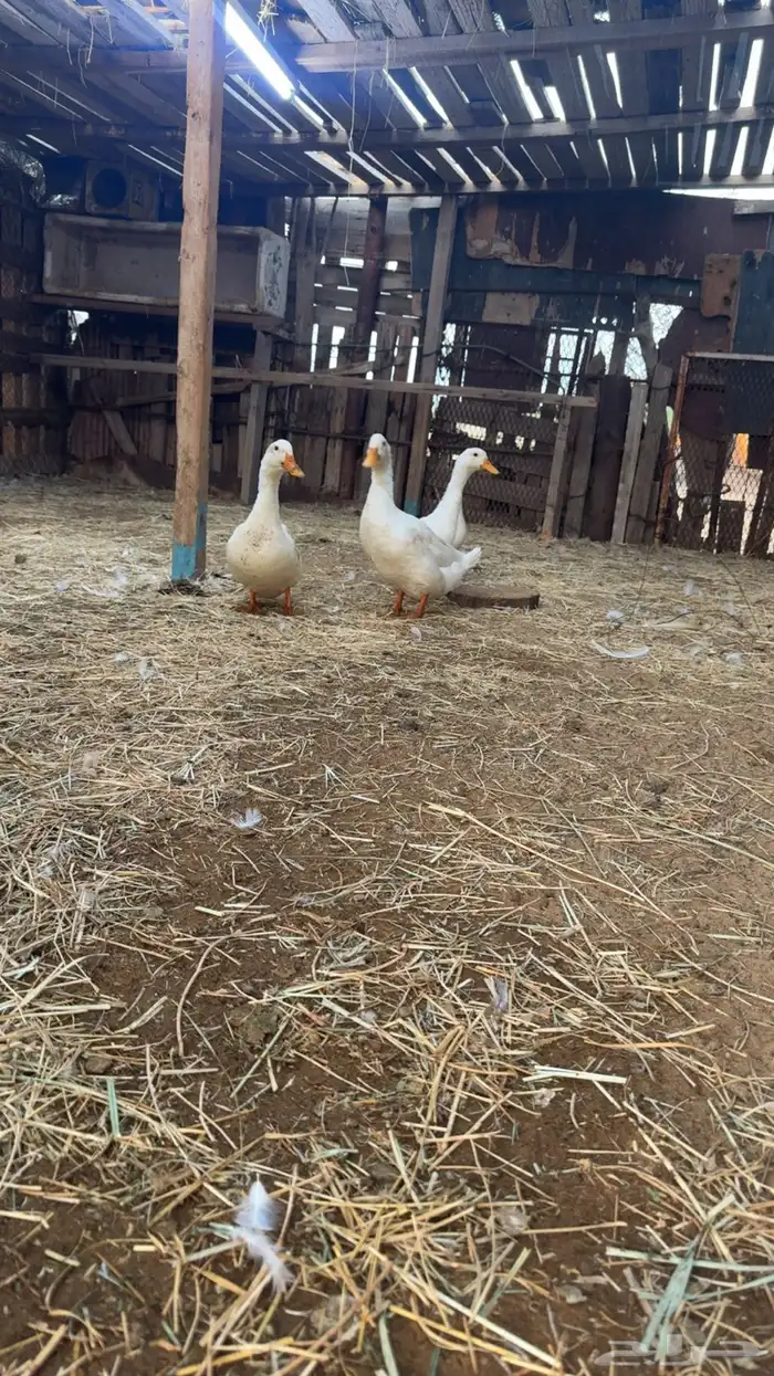 بط كيني ماشا تبارك الله حجم ونضافه 4