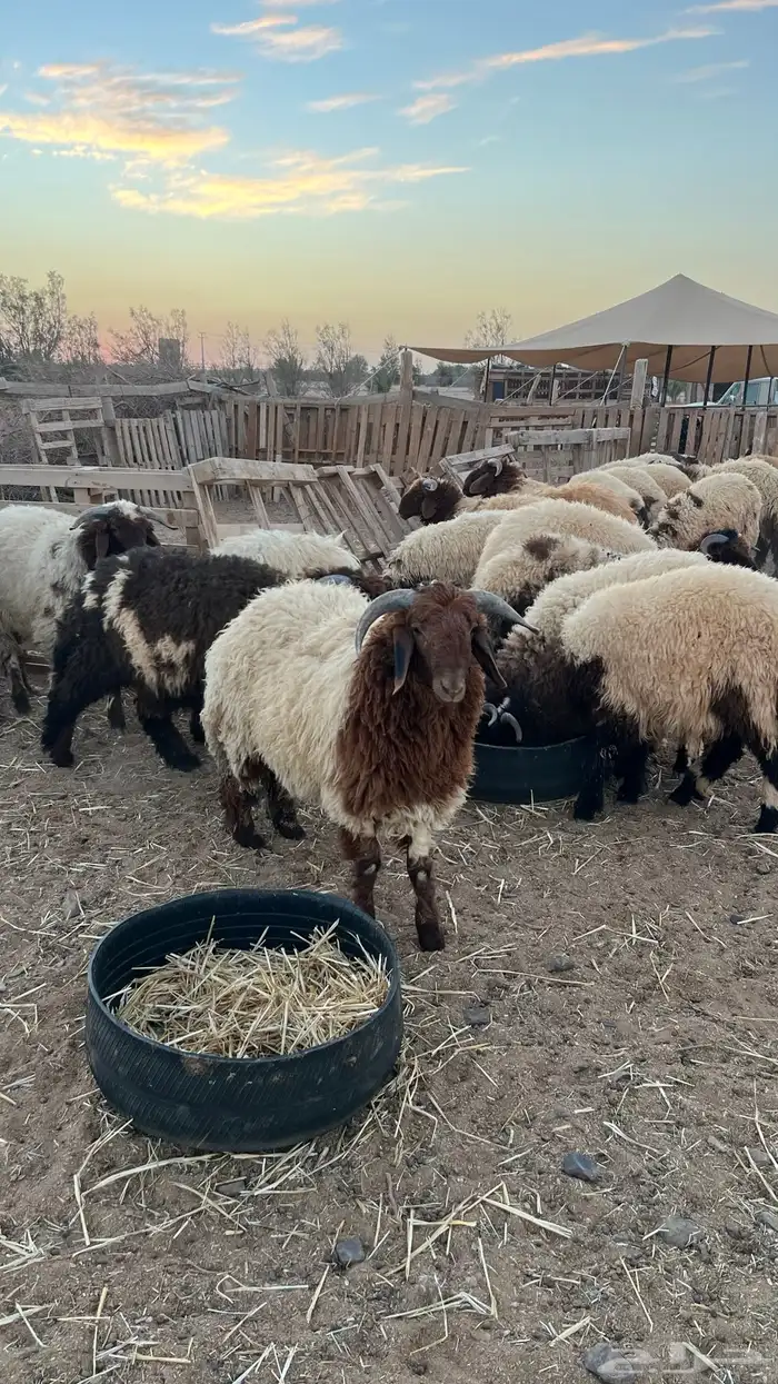 ذبائح وخرفان 1