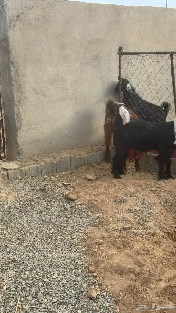 جفار عوارض للبيع 4