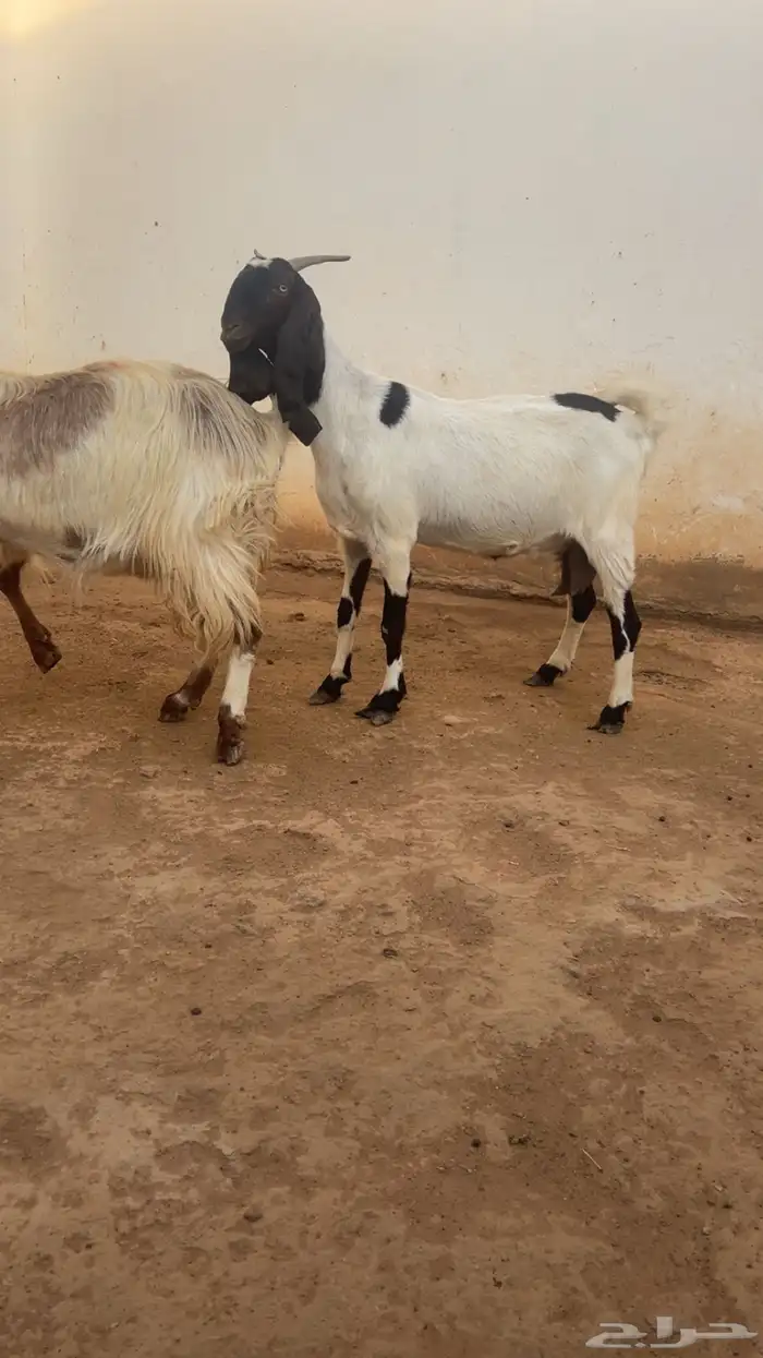 معزا فواخر جروم ودفيع 13