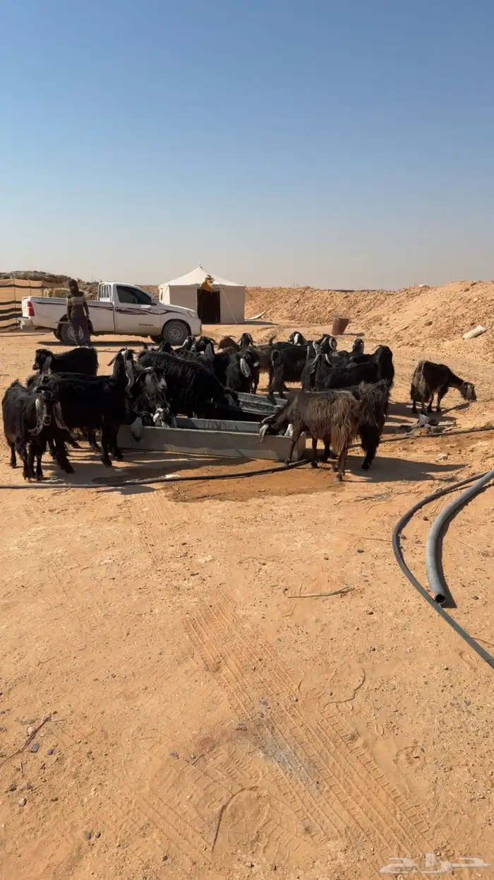 للبيع معزا عوارض العدد 26 بالفحل 1