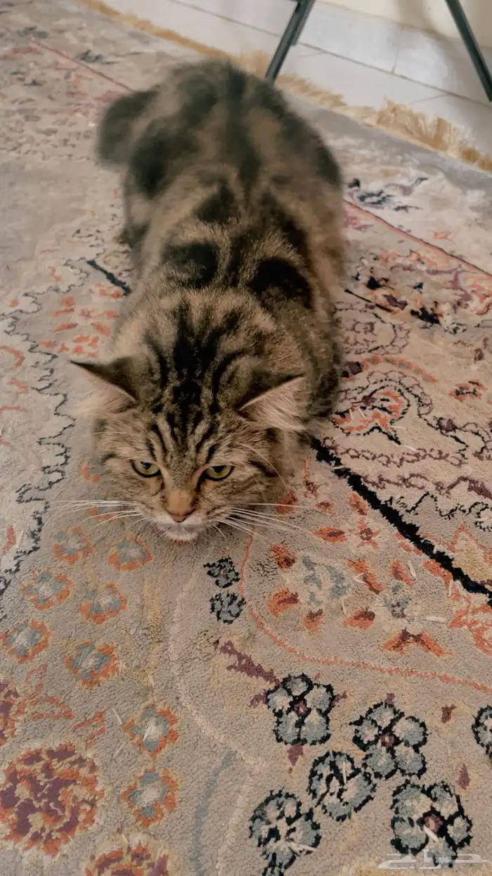 قطه للتزاوج 2