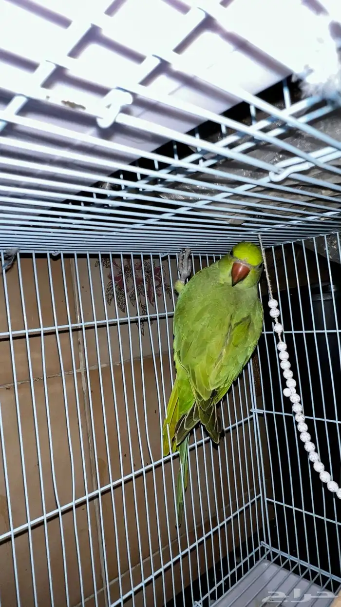 للبيع درة ببغاء الدرة 4